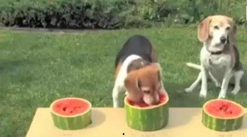 2狗吃瓜路人,路人生涯的酸甜苦辣